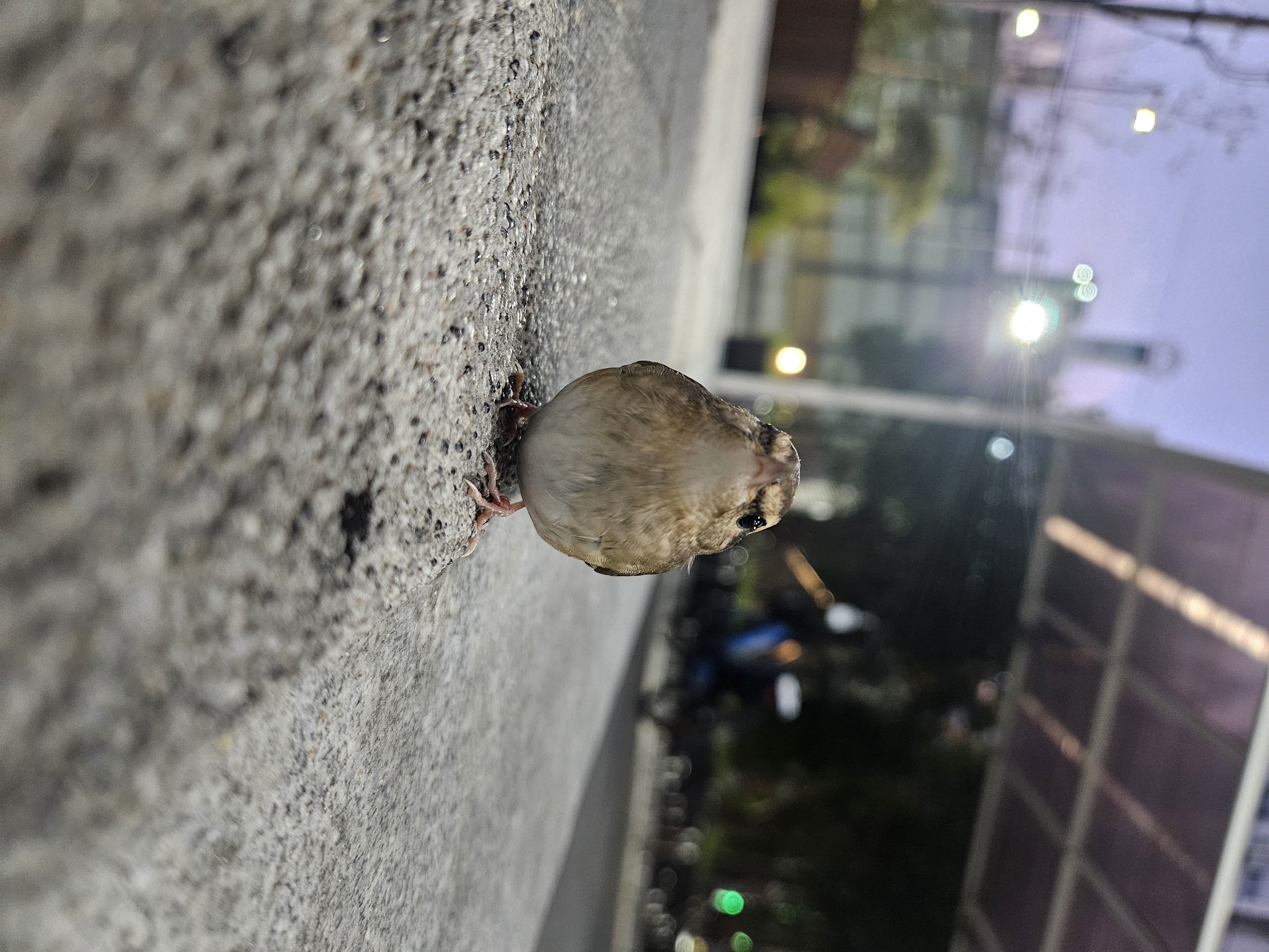 군집텍 방문 숲새 